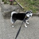 弥生後半の親子丼とサワラ南蛮漬け