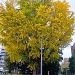 お星様のなんでも探検