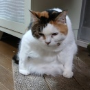 お相撲さんですか