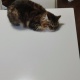 ワイの猫可愛い