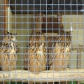 大内山動物園に行ってきました。　②