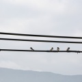 電線のツバメ