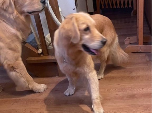 ジョニーとシャーロットの軽井沢最高‼️