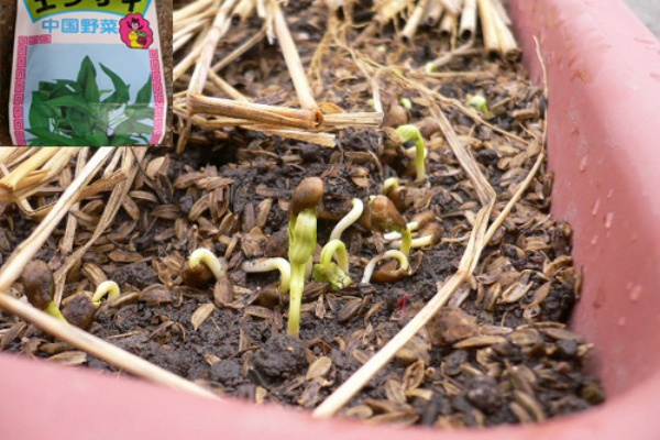 エンサイの発芽 プランター植えから６日目 花畑農場