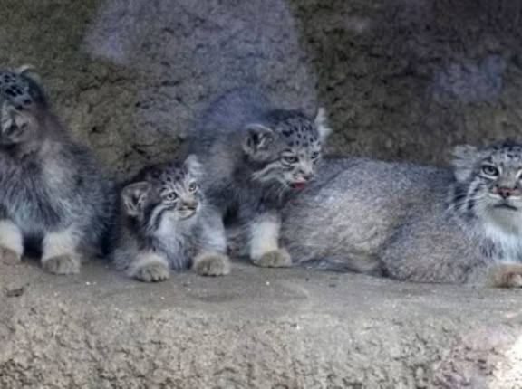 神戸どうぶつ王国のマヌルネコの赤ちゃん　可愛すぎる件