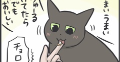 猫たちの血液検査の結果が送られてきました