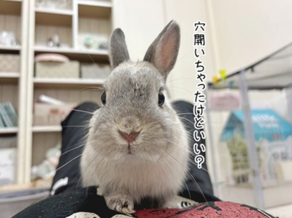 うさぎのルリ(2/4追記)