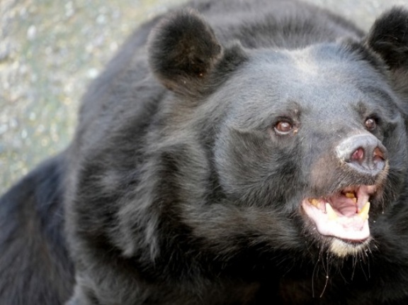 熊のせいでアウトドア業界終わりそうだよな