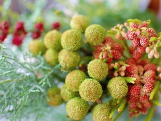 地元の花屋でクリスマスっぽい枝物を調達