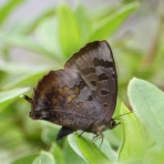 治水緑地の野鳥日記