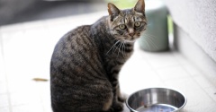 やさしいねこ　１６
