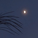 原市さくら会　１１月句会報告