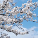 『学校の桜は満開です』の画像
