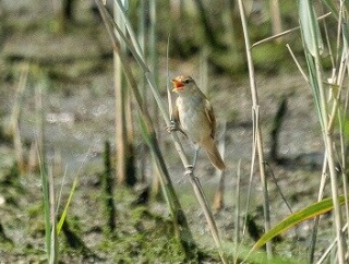 2026年7月14日の野鳥公園