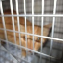テレビを見る猫