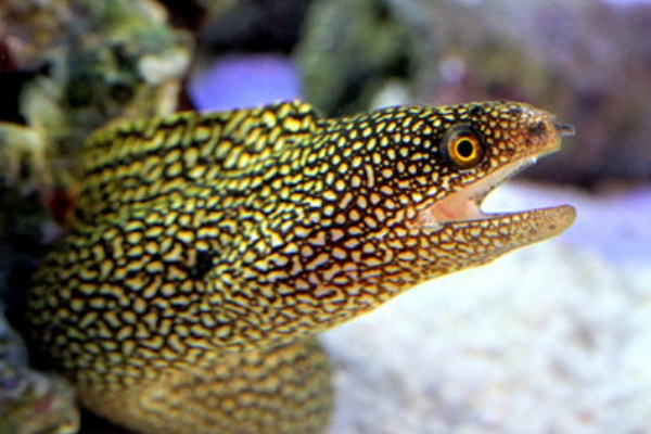 ウツボ ウツボ 顔に穴が空いてきたこれってやばい アクアリウム速報