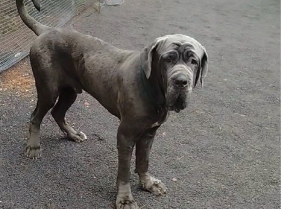 アレックスの軽井沢生活が始まりました👌🐶✌️