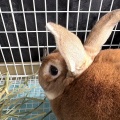 新規保護うさぎの紹介　りすたくん