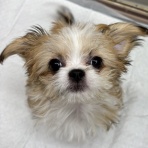 大阪府 ペットショップワンラブ イオンモール日根野店スタッフブログ