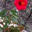 🌺「ハイビスカス＊レッドスター」咲きました！