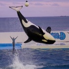 シャチの歯磨きについて Kamo Theater カモシアター Vol 8より 毎週水曜更新 鴨川シーワールド サメ シャチ好き集まれ情報局