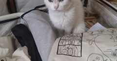 実物のﾈｺﾁｬﾝたちセカンド255