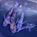 メダカ•金魚入舎情報‼️