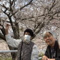 桜が満開でした🌸～グループホーム湯ごりの郷