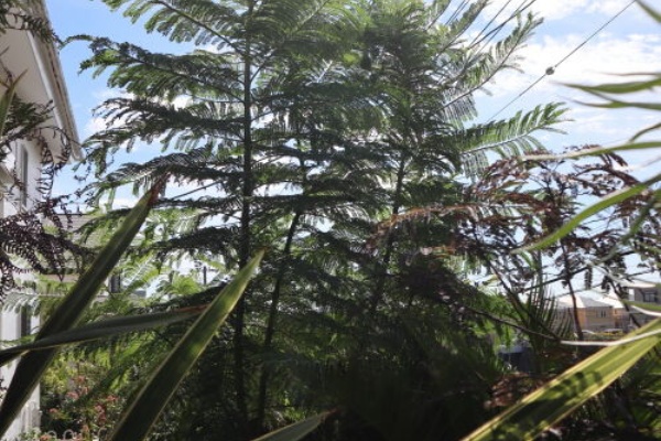 Alex S Garden Party 花木 Alex S Garden Party 花木