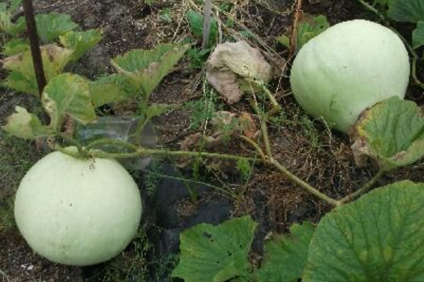 Berryの菜園日記 かんぴょう 夕顔 作り