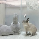うさぎのルリ(7/5追記)