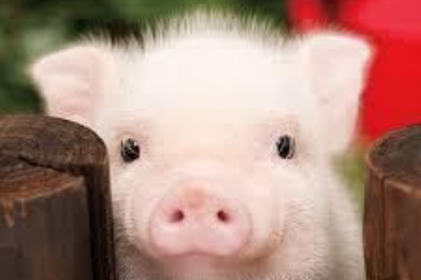 児童から大人までの英会話教室 茅ヶ崎方式英会話教室のブログ