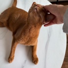 なでなで待ちの、かまってちゃんが過ぎるひめちゃん