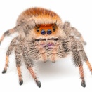 可愛すぎるリーガルジャンピングスパイダー