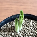 顔を出す