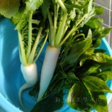 『野菜が高すぎて・・・』の画像