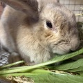 新規保護うさぎの紹介　縁側組