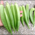 もやしことこの絵日記ブログ