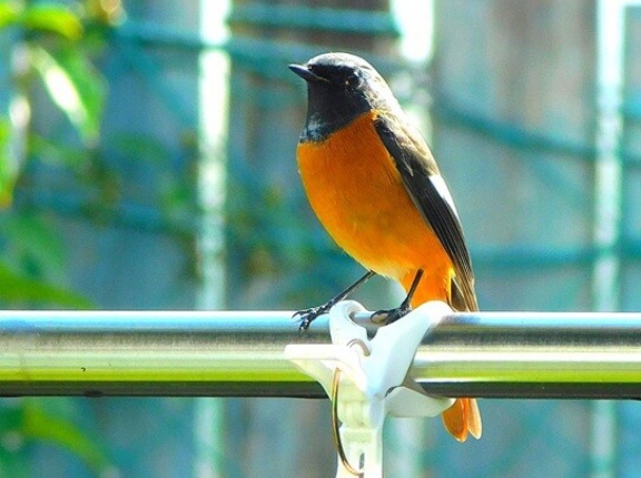 雑交配で生まれたビオラ達