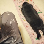 ぶーにーの暮らし