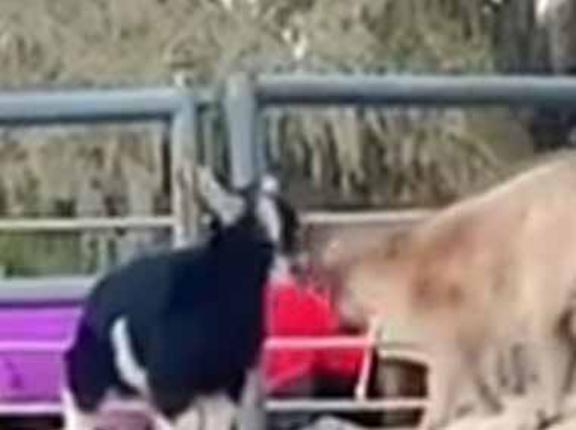 ２匹の元気な子ヤギがいた。そこは遊ぶ場所じゃないんだけど → やさしいロバは気にしない…