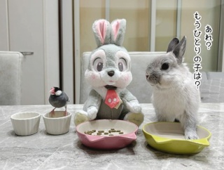 うさぎのルリ(1/9追記)