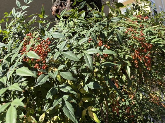 秋を感じました