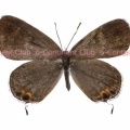 タイワンツバメシジミ♀ (マレー半島) Everes lacturnus lacturnus