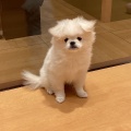 ワンラブミナーラ奈良店🐶🐾