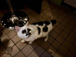 Muddy Cat 定期便 7/23〜7/26・またまた新入り猫ちゃん