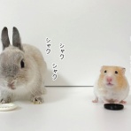 ブンチョ日誌