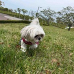 ふー と 菜種 の夢日記