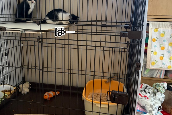 波多:猫とお酒と大将と女将さん 猫とお酒と日々のこと Powered by ライブドアブログ