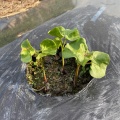 2026年度綿の栽培記録：芒種。間引き、除草、土寄せ